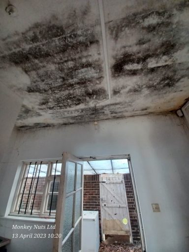 Mould removal cleaning services
